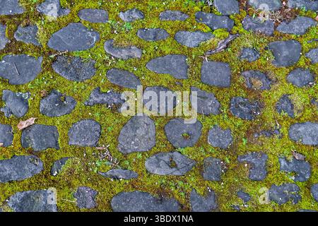 Mossy Cobblestone Path: Ancient Paving Stones with Vibrant Green Moss Texture.Old Stone Pavement Overgrown with Green Moss, Natural Textured Stock Photo