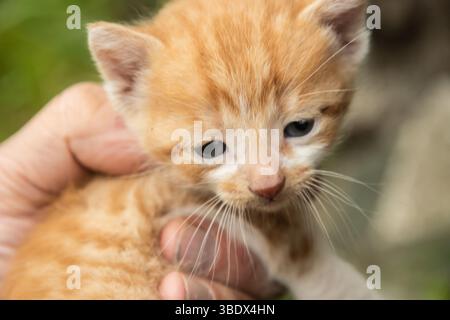 Newborn ginger kitten in the hands of a man close-up portrait Stock Photo