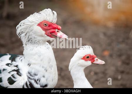 Birds on a farm. Two Muscovy ducks against the background of the earth. Stock Photo