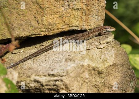 Common Lizard resting on a wall, County Durham, England, UK. Stock Photo