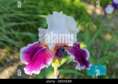 Bicolor Bearded Iris in Bloom – White and Purple Garden Flower Close-Up Stock Photo
