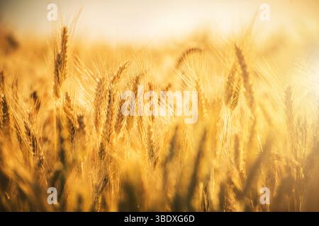 Sunlight illuminates the golden wheat field, creating a serene atmosphere during the late afternoon. The plants sway gently in the warm breeze, signif Stock Photo