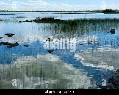 Blue sky and clouds reflected through the reed growing in the waters of Lough Corrib, Galway Stock Photo