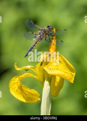 Four-spotted Dragonfly, Libellula quadrimaculata, on Flag Iris flower, Dumfries and Galloway, Scotland Stock Photo