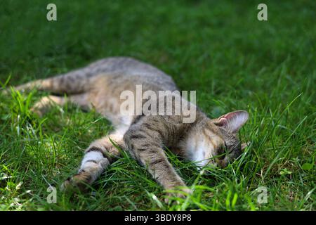 Adorable, gray, striped cat lying on the vivid, green lawn Stock Photo
