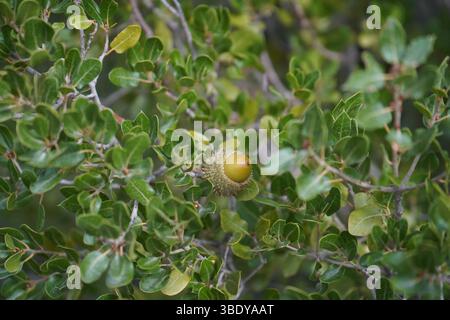 Quercus coccifera, the kermes oak or commonly known as Palestine oak  is an oak shrub or tree in section Ilex of the genus. Stock Photo