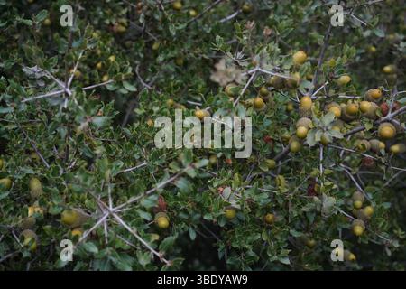 Quercus coccifera, the kermes oak or commonly known as Palestine oak  is an oak shrub or tree in section Ilex of the genus. Stock Photo