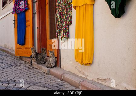 Three tabby cats sit on a curb in front of a building with colorful clothes hanging on the doors and wall. The street is paved with cobblestones. Stock Photo