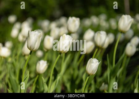 Amazing white tulip flowers blooming in a tulip field, against the background of blurry tulip flowers Stock Photo