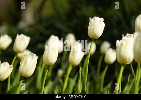 Amazing white tulip flowers blooming in a tulip field, against the background of blurry tulip flowers Stock Photo