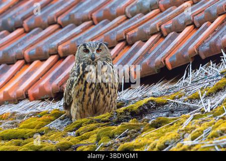 Eurasian eagle-owl / European eagle-owl (Bubo bubo) adult perched on roof of farm building Stock Photo
