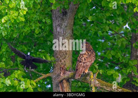 Carrion crow mobbing / attacking Eurasian eagle-owl / European eagle-owl (Bubo bubo) perched in tree in broad-leaved forest Stock Photo