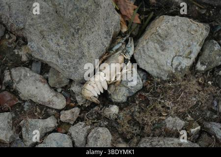 High-angle close-up view of a dead crayfish on the ground amidst rocks and debris. The crayfish is light beige in color. Its exoskeleton is visible. Stock Photo