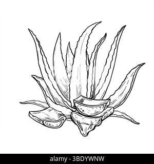 Aloe with cut leaves and dripping sap monochrome vector illustration painted by black inks. Skin care plant for natural cosmetics, skincare packaging Stock Vector