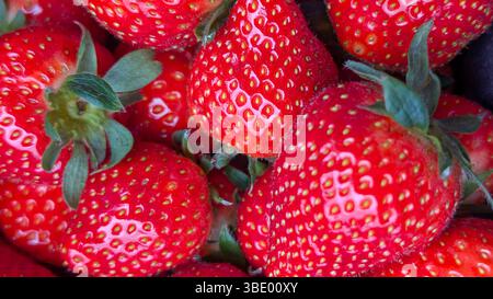 Macro photo of ripe red strawberries with green stems. Fresh fruit texture ideal for food, nutrition, agriculture, or summer produce themes. Stock Photo