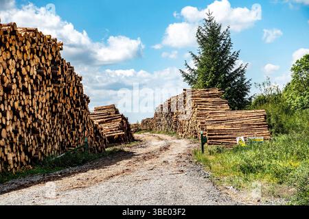 Stacks of felled timber line a forest path under a blue sky in Oldtown, County Roscommon, Ireland. Rural forestry and logging scene. Stock Photo