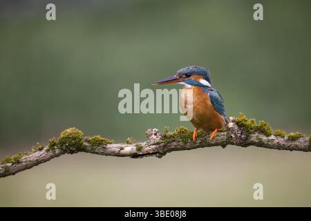 Female Kingfisher perched on a branch, close-up in natural habitat, with vibrant plumage. Stock Photo