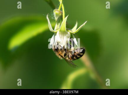 Pollination: bee on a raspberry flower Stock Photo