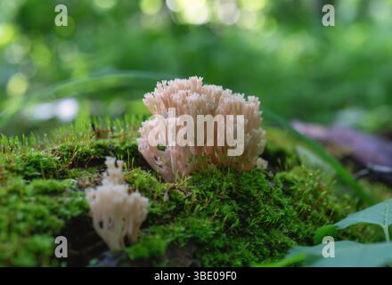 Coral-like mushroom growing on moss in the forest, macro shot Stock Photo