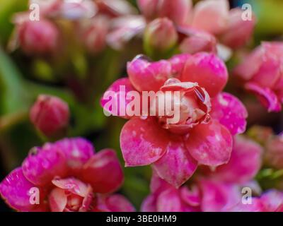 Macro photography of a tiny flaming Katy flower with raindrops on it, captured in a garden in the eastern Andean mountains of central Colombia. Stock Photo