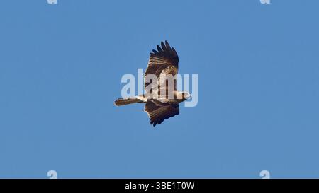 Light pale morph of Little eagle (Hieraaetus morphnoides) soaring in flight in clear blue sky, Victoria, Australia Stock Photo