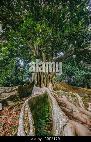 Lush green tree with sprawling branches in a peaceful park setting, in ...