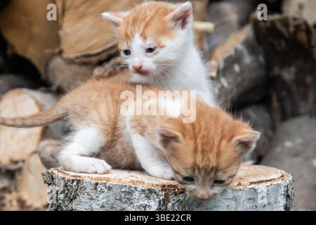 Two adorable orange-and-white kittens explore a tree stump near stacked firewood Stock Photo