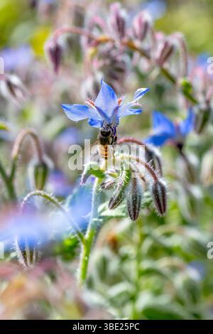 Honey Bee (Apis mellifera) nectaring on a Borage (Borago officinalis) flower, Var, France Stock Photo