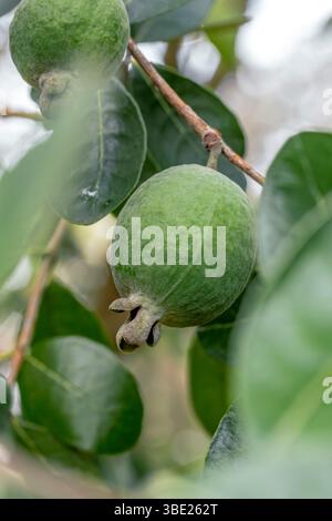 Pineapple guava (Acca sellowiana) fruit on tree in autumn Stock Photo