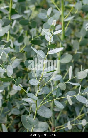 Cider gum (Eucalyptus gunnii) 'Silverana Lon40' Stock Photo