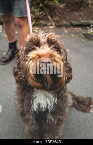 A Sproodle being walked in Cornwall in the UK. Stock Photo