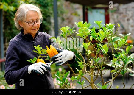 Woman gardener with a citrus fruit Main de Boudha (Citrus digitata) in Brittany Model release Stock Photo
