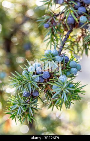 Juniper (Juniperus communis), berries ripening Stock Photo