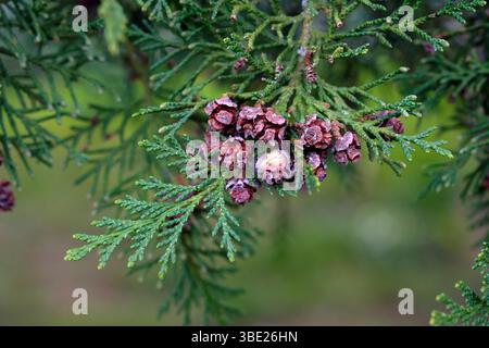 Western red cedar (Thuja plicata), Emile Lechten park, Belfort, Territoire de Belfort, France Stock Photo