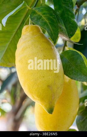 Ripe Lemons 'Lunario' on the tree Stock Photo