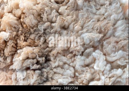 Close up view of raw wool creating a textured background, ideal for textile and nature related projects Stock Photo