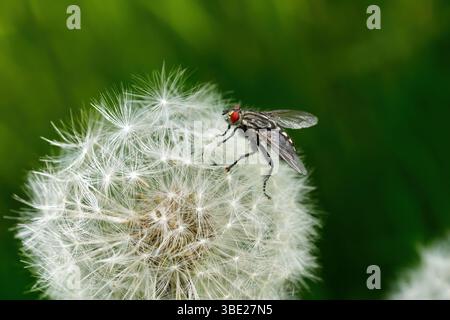 Fly on dandelion seed head Stock Photo