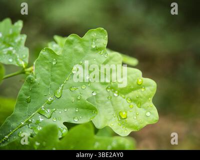 Oak leaf covered with fresh raindrops after summer rain, captured in the forest near Freising, Germany. Stock Photo