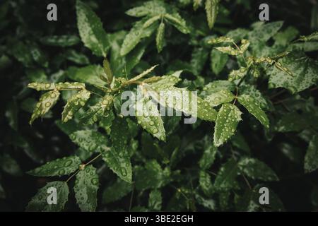 A dark cinematic lush bush glistening with countless raindrops, each droplet catching the light to create a refreshing, serene atmosphere. Stock Photo