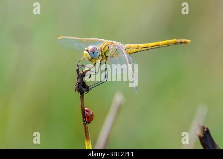 Close-up of a Sympetrum fonscolombii, Red-veined darter or nomad resting on vegetation Stock Photo
