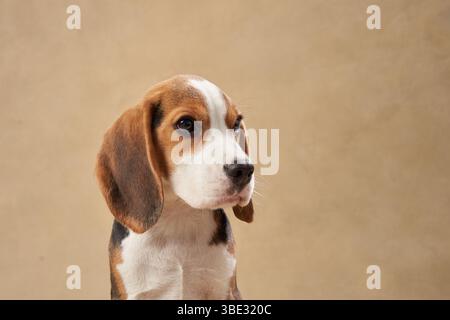 A young Beagle puppy looking curiously to the side with a beige background. Stock Photo