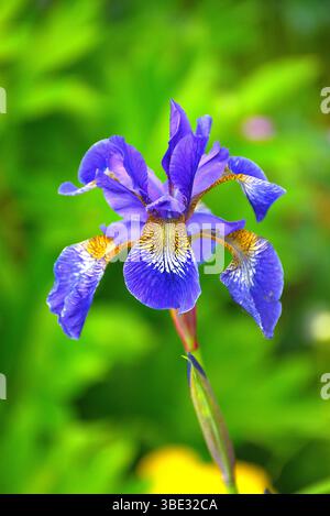 Iris Sibrica Close Up Bloom Stock Photo