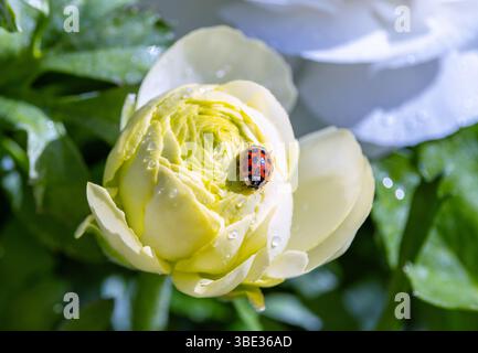 Harlequin Ladybird or ladybug "Harmonia axyridis" on white "Ranunculus" flower. Invasive species of insect with dark spotted red wing case. Ireland Stock Photo