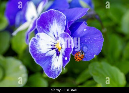 Harlequin Ladybird or ladybug "Harmonia axyridis" on blue and white Pansy or Viola flower. Invasive species of insect with dark spotted red wing case. Stock Photo