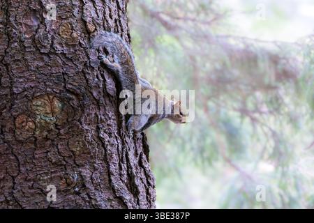 Eastern Grey squirrel "Sciurus carolinensis" climbing trunk of tree. Wild animal head and body isolated against blurred background. Ireland Stock Photo