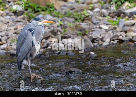 Grey heron "Ardea cinerea" standing on one leg while fishing in waters of River "Dodder", Dublin, Ireland. Stock Photo