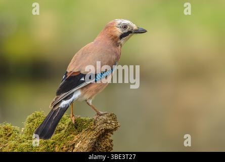 Jay in Springtime.  Close up of a Eurasian Jay perched on a mossy green log and facing right. Clean background. Scientific name:  Garrulus glandarius. Stock Photo