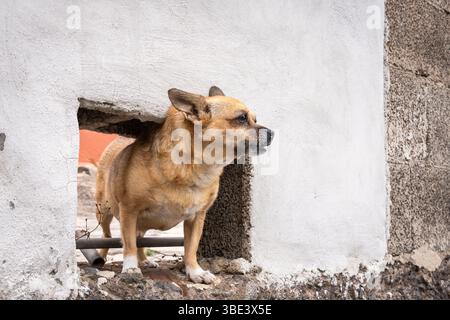 Small copper Chigi Chihuahua Corgi dog. Chihuahua Corgi Mix-Chigi guarding the yard. Stock Photo