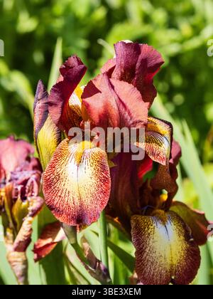 Late spring lower of the historic Tall Bearded Iris 'Kent Pride' blooming in late spring Stock Photo