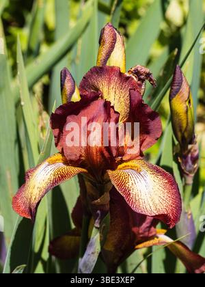 Late spring lower of the historic Tall Bearded Iris 'Kent Pride' blooming in late spring Stock Photo